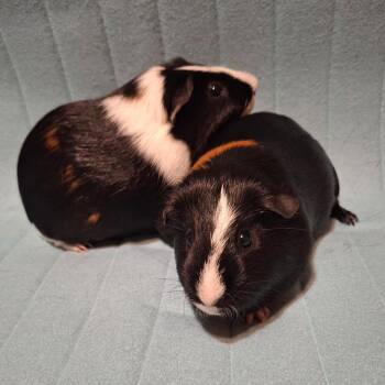 Rescue Guinea Pig Guinea Pigs for Adoption in Grand Rapids, Michigan - Cory & Tyler | PetCurious